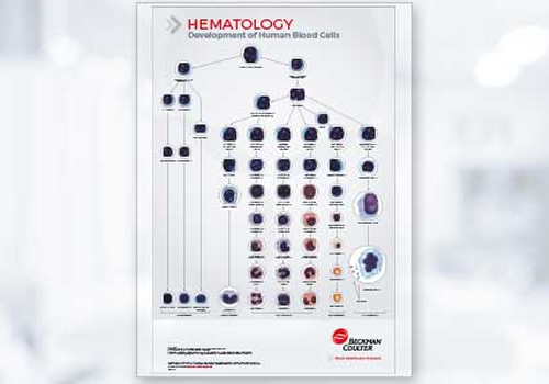 Hematologia: Estágios do Desenvolvimento de Células Sanguíneas Humanas
